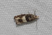 Epinotia demarniana