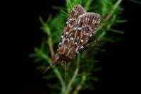 Lycophotia porphyrea