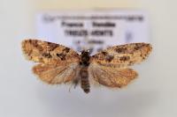 Cnephasia stephensiana
