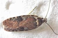 Agonopterix purpurea