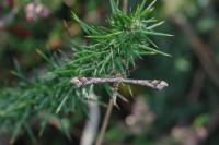 Amblyptilia acanthadactyla