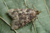 Aglossa caprealis