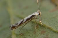 Lyonetia prunifoliella