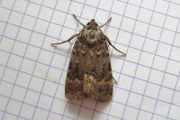 Amphipyra berbera