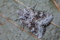 Hecatera bicolorata