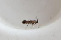 Phyllonorycter lautella