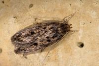 Hofmannophila pseudospretella