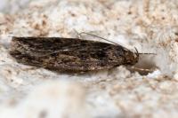 Hofmannophila pseudospretella