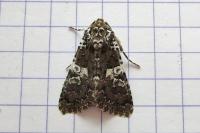 Hadena albimacula