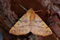 Colotois pennaria