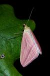Rhodometra sacraria