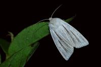 Acronicta albovenosa