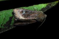 Helotropha leucostigma