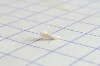 Phyllonorycter harrisella