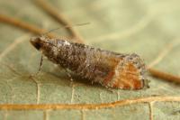 Clavigesta purdeyi