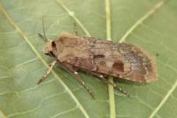 Agrotis exclamationis