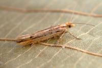 Ypsolopha ustella