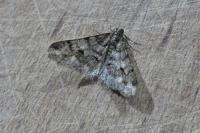 Agriopis leucophaearia