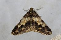 Agriopis leucophaearia