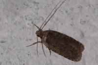 Agonopterix ciliella/heracliana