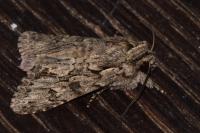 Xylocampa areola