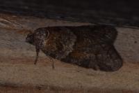 Tortricodes alternella