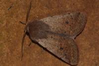 Orthosia cruda