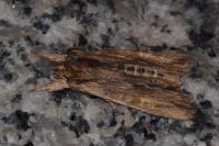 Lithophane semibrunnea