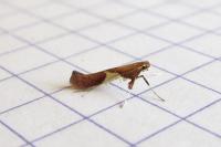 Caloptilia stigmatella