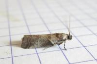 Acrobasis suavella