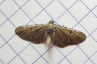 Eupithecia absinthiata/assimilata/goossensiata