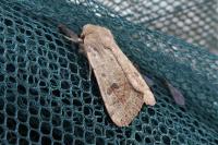 Orthosia cruda