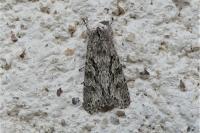 Xylocampa areola