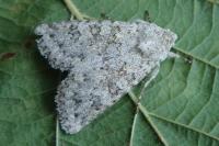 Aporophyla canescens