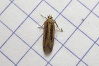 Mirificarma mulinella