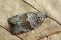 Syndemis musculana
