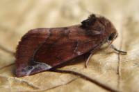 Cosmia pyralina