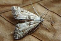 Cataclysta lemnata