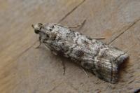 Dioryctria simplicella