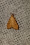 Udea ferrugalis