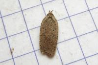 Agonopterix heracliana