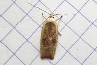 Agonopterix nervosa