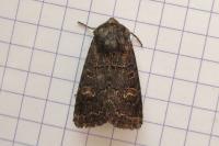 Tholera cespitis