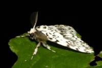 Lymantria monacha