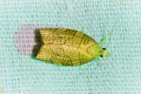 Pandemis corylana