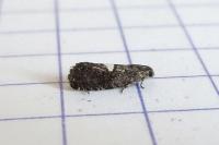 Pammene spiniana