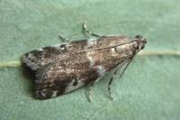 Assara terebrella