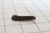 Monopis imella