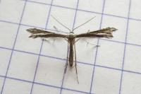 Gypsochares bigoti