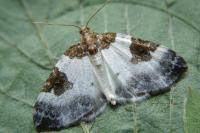 Plemyria rubiginata